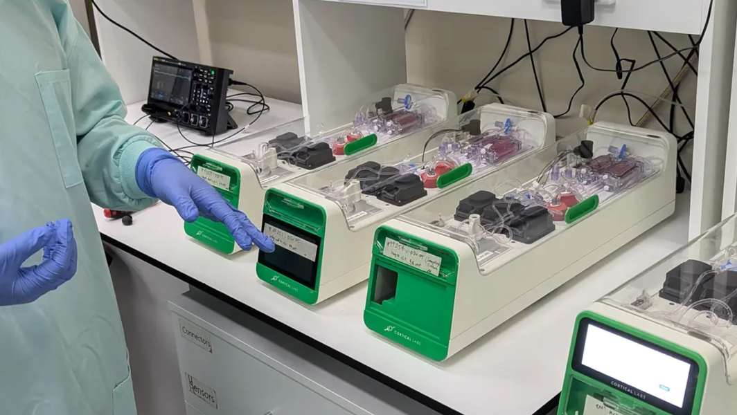 First Biological Computer Runs AI Using Live Brain Cells